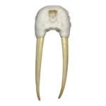 Replica Walrus Partial Skull with Tusks