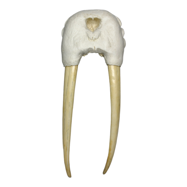 Replica Walrus Partial Skull with Tusks