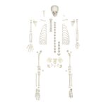 Replica Human Child Skeleton – 6-year-old