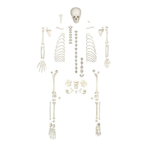 Replica Human Child Skeleton - 6-year-old