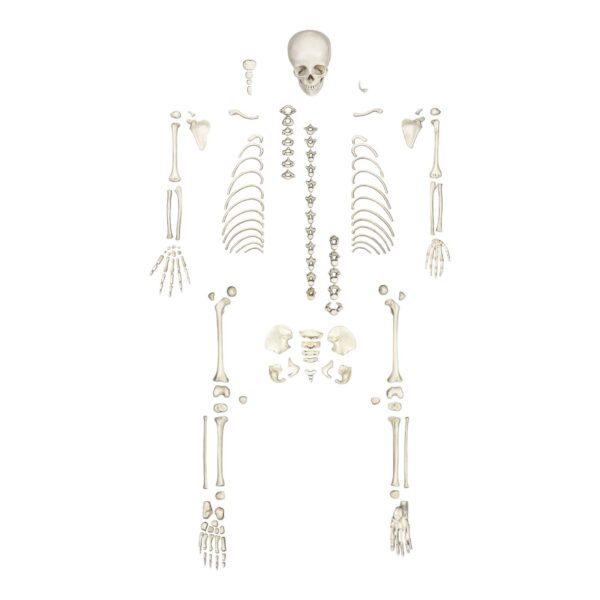 Replica Human Child Skeleton – 6-year-old