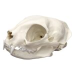 Replica Domestic Cat Skull