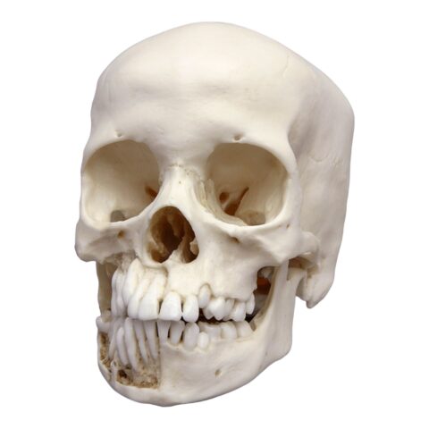 Replica 12-year-old Human Child with Dentition Exposed