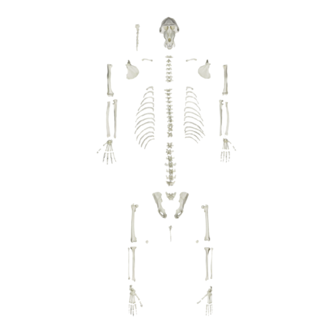 Replica Mandrill Baboon Skeleton