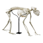 Replica Mandrill Baboon Skeleton