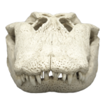Replica American Alligator Skull (29.5 in.)