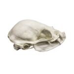 Replica Vampire Bat Skull (8:1 Scale)