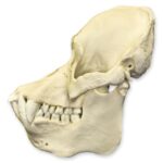 Replica Sumatran Orangutan Skull – Male