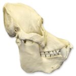 Replica Sumatran Orangutan Skull – Male