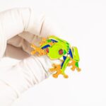 Red-Eyed Tree Frog Enamel Pin (Agalychnis callidryas)