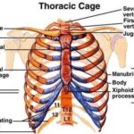 Real Human Rib