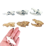 Gray Wolf Skull Replica – 1:6 Scale