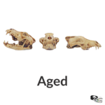 Gray Wolf Skull Replica – 1:12 Scale