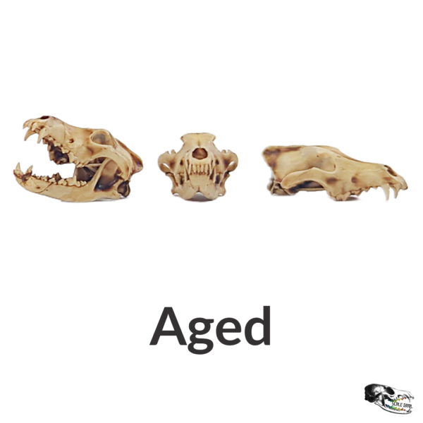Gray Wolf Skull Replica – 1:12 Scale