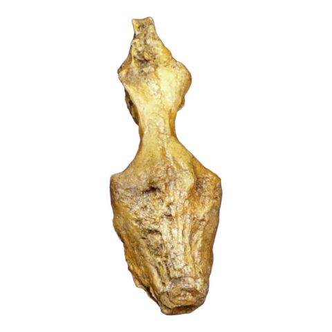 Replica T. Rex Brain