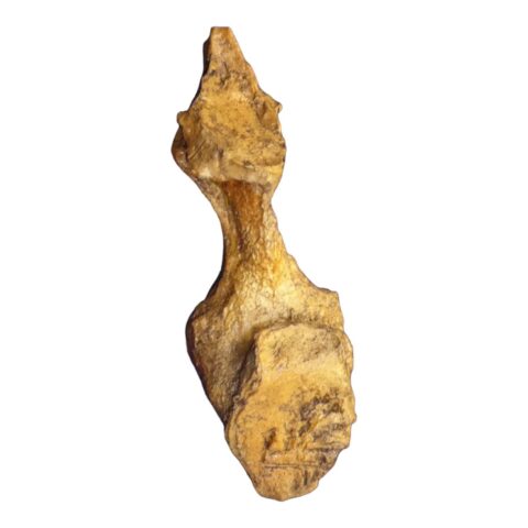 Replica T. Rex Brain