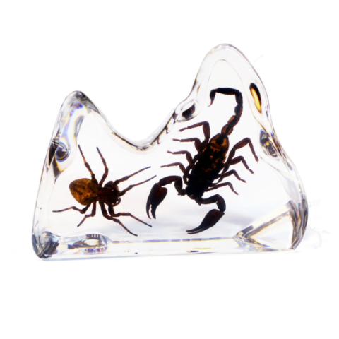Real Acrylic Spider and Scorpion Paperweight
