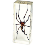 Real Golden Orb-Web Spider in Acrylic Paperweight