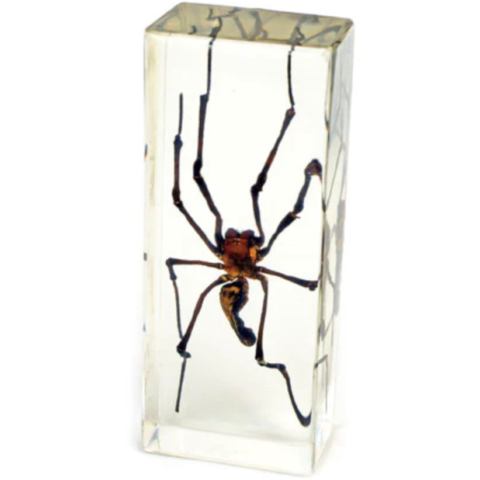 Real Golden Orb-Web Spider in Acrylic Paperweight