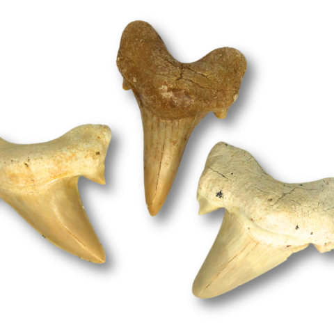 Shark Tooth Specimen - Large
