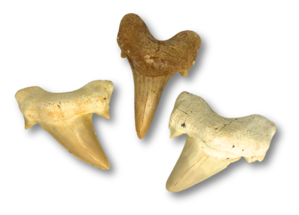 Shark Tooth Specimen – Large