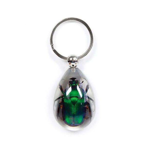 Real Acrylic Chafer Beetle Keychain – Teardrop