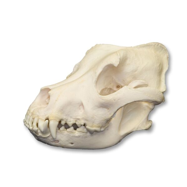 Real Domestic Dog Skull – Pit Bull