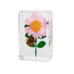 Real Insect and Flower in Acrylic