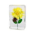 Real Insect and Flower in Acrylic