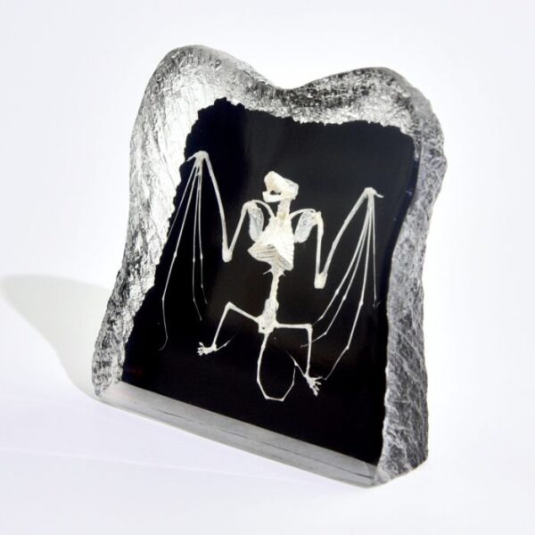 Real Bat Skeleton in Acrylic – Black Background