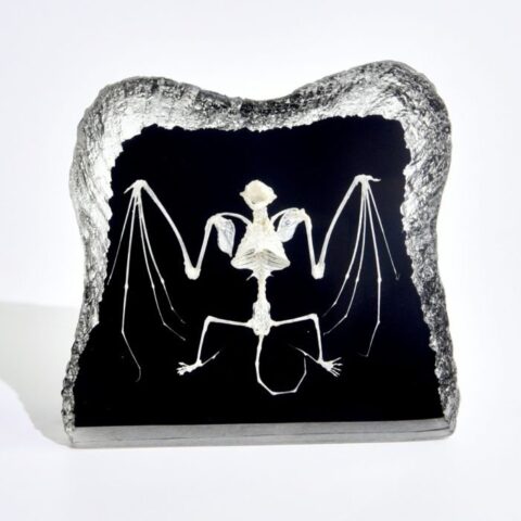 Real Bat Skeleton in Acrylic - Black Background