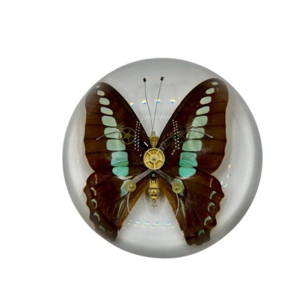 Real Blue Bottle Butterfly in Acrylic Dome Paperweight