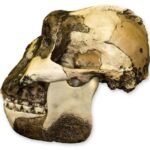 Replica Zinjanthropus OH-5 Skull – 686.0105 g