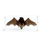 Real Bat in Acrylic Display Wide