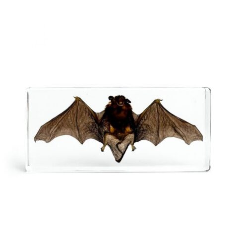 Real Bat in Acrylic Display Wide