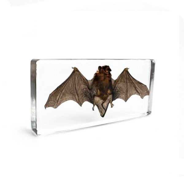 Real Bat in Acrylic Display Wide