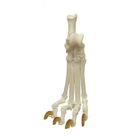 Real Domestic Dog Foot
