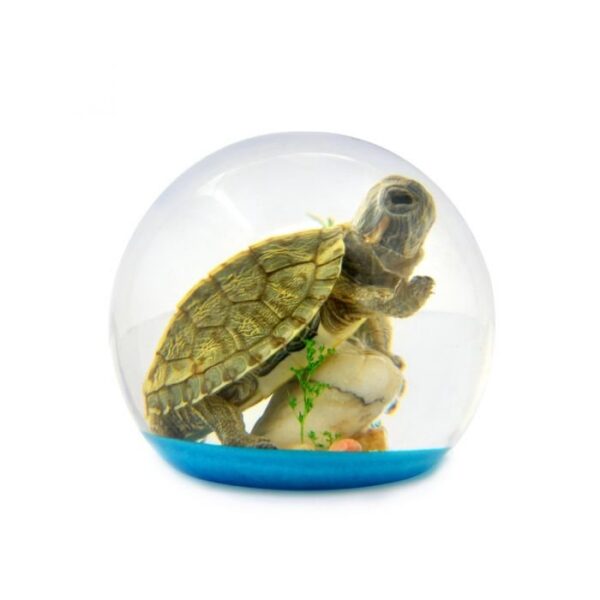 Real Acrylic Turtle Paperweight – Dome
