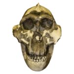 Replica Zinjanthropus OH-5 Skull – 686.0105 g