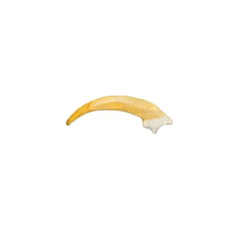Replica Barn Owl Talon