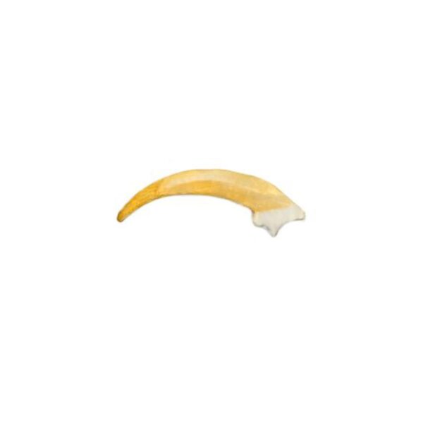 Replica Barn Owl Talon