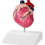 Replica Canine Heart