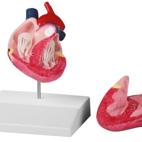 Replica Canine Heart