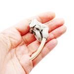 Walrus Skull Replica