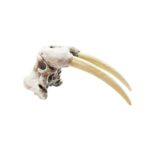 Walrus Skull Replica