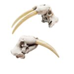 Walrus Skull Replica