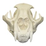 Replica Mountain Lion Skull – Male